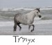 Trinyx